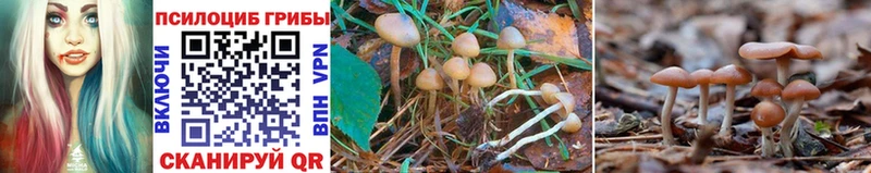 Купить закладки  Дыгулыбгей  Псилоцибиновые грибы GOLDEN TEACHER 